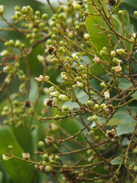 Image of Sapindus emarginatus Vahl