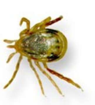 Image of Ixodes holocyclus Neumann 1899