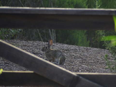 Imagem de Sylvilagus audubonii (Baird 1858)