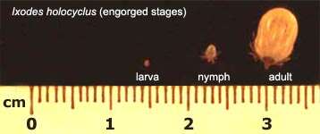 Image of Ixodes holocyclus Neumann 1899