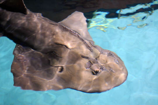 Image of bowmouth guitarfish