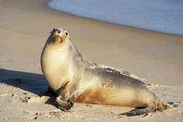 Image of New Zealand sea lion