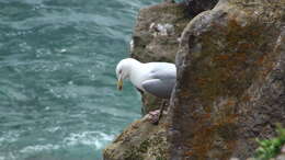 Image of European Herring Gull