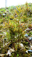 Image of Needle-leaved Totara