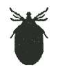 Image de Ixodes holocyclus Neumann 1899