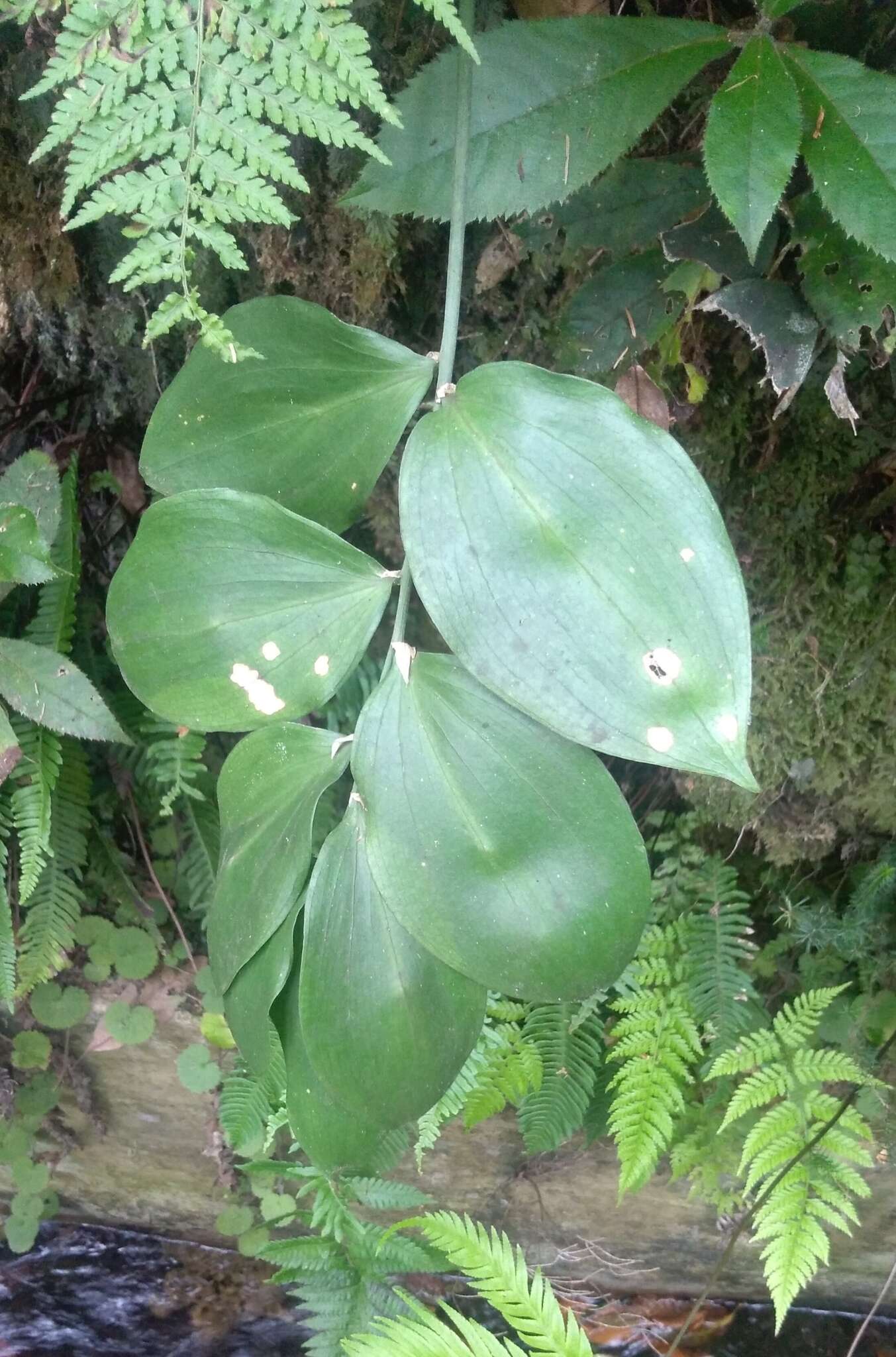 Imagem de Ruscus streptophyllus Yeo