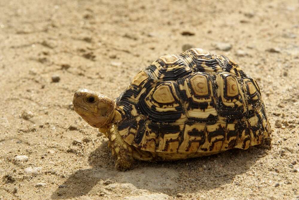 Image of Stigmochelys