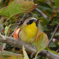 Image of Common Yellowthroat