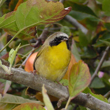 Geothlypis trichas (Linnaeus 1766) resmi