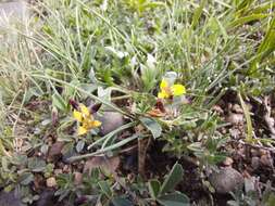 Image de Medicago ruthenica (L.) Ledeb.