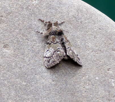 Image of Northern Pine Tussock Moth