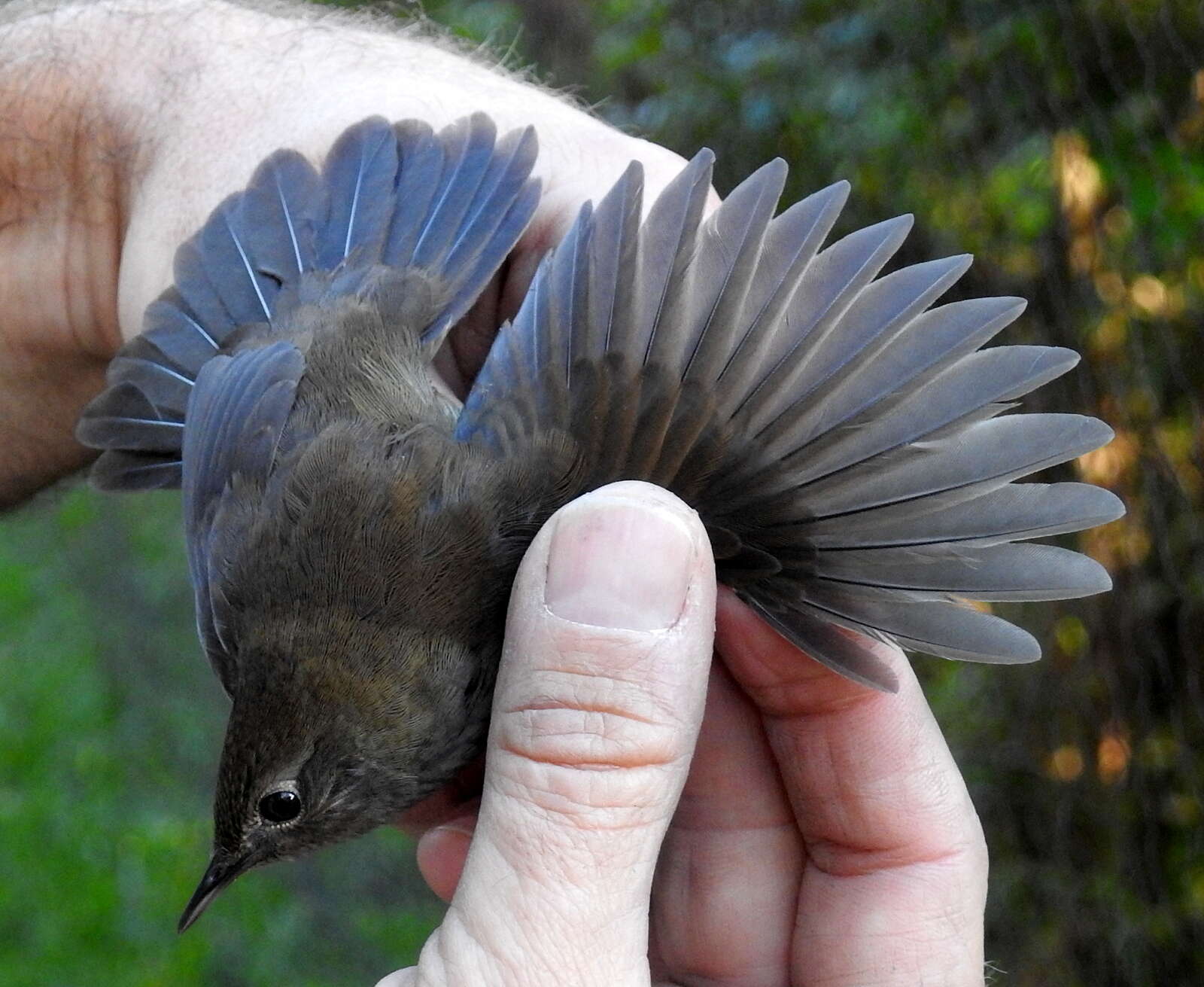 Image of Knysna Scrub-Warbler