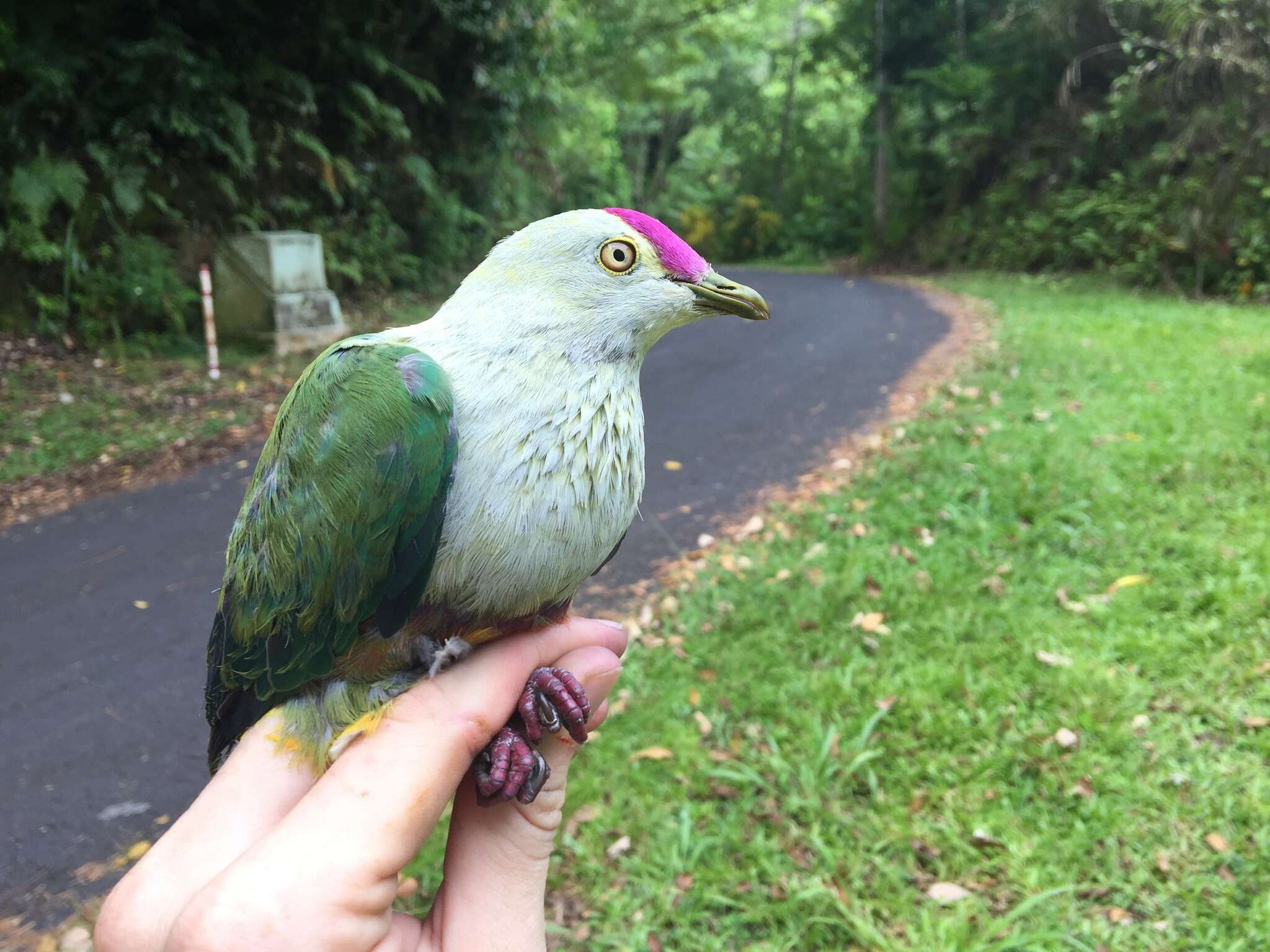 Image of Crimson-crowned Fruit Dove