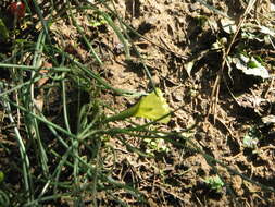 Image of Narcissus romieuxii Braun-Blanq. & Maire