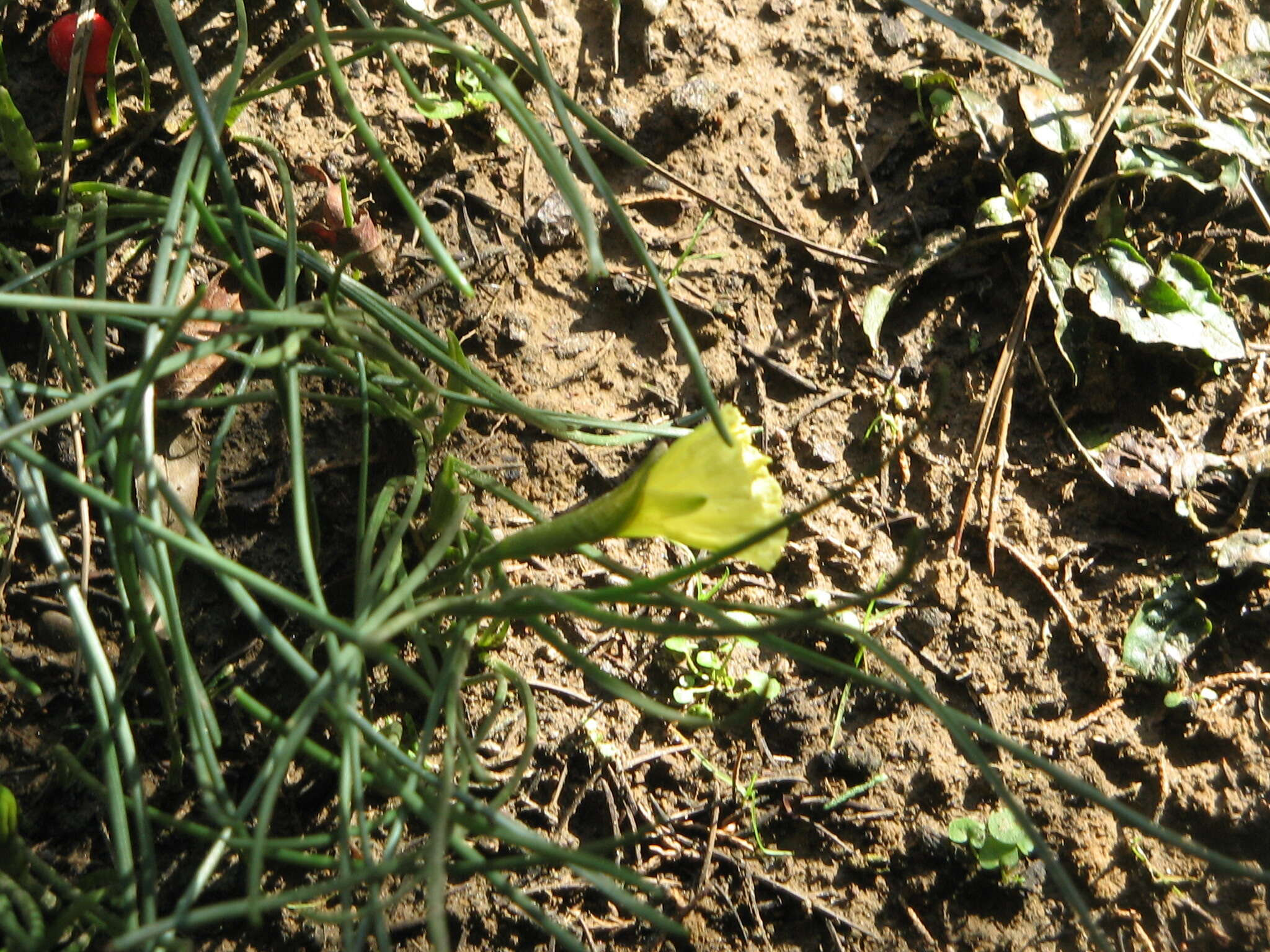 Image of Narcissus romieuxii Braun-Blanq. & Maire