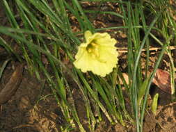 Image of Narcissus romieuxii Braun-Blanq. & Maire