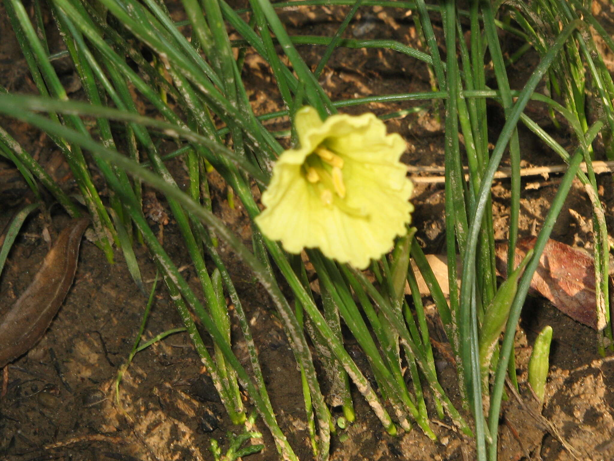 Image of Narcissus romieuxii Braun-Blanq. & Maire
