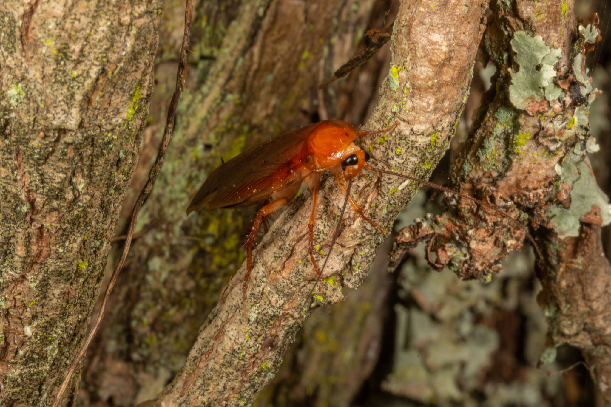 Neotemnopteryx fulva (Saussure 1863)的圖片