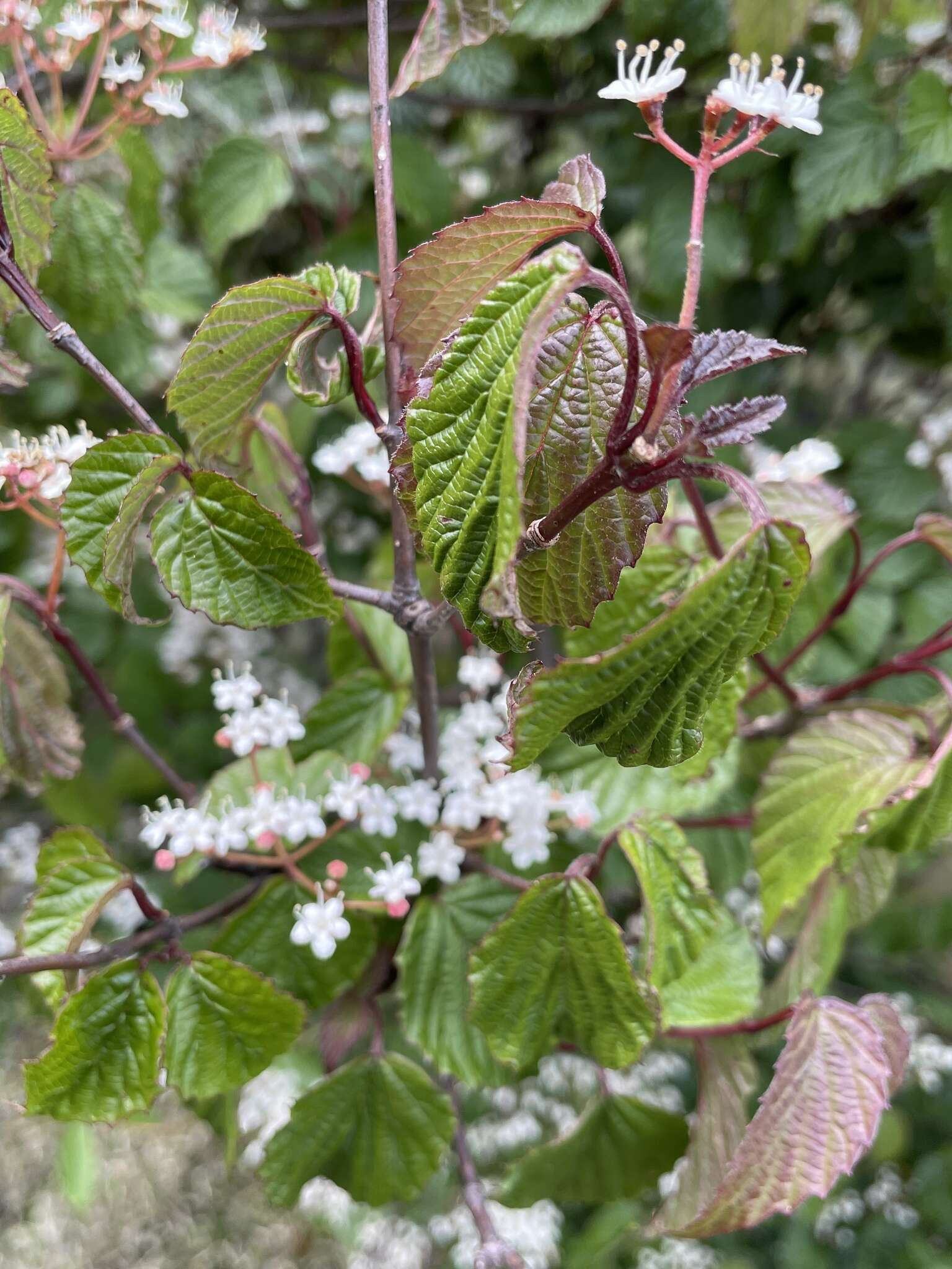 Image de Viburnum betulifolium Batalin