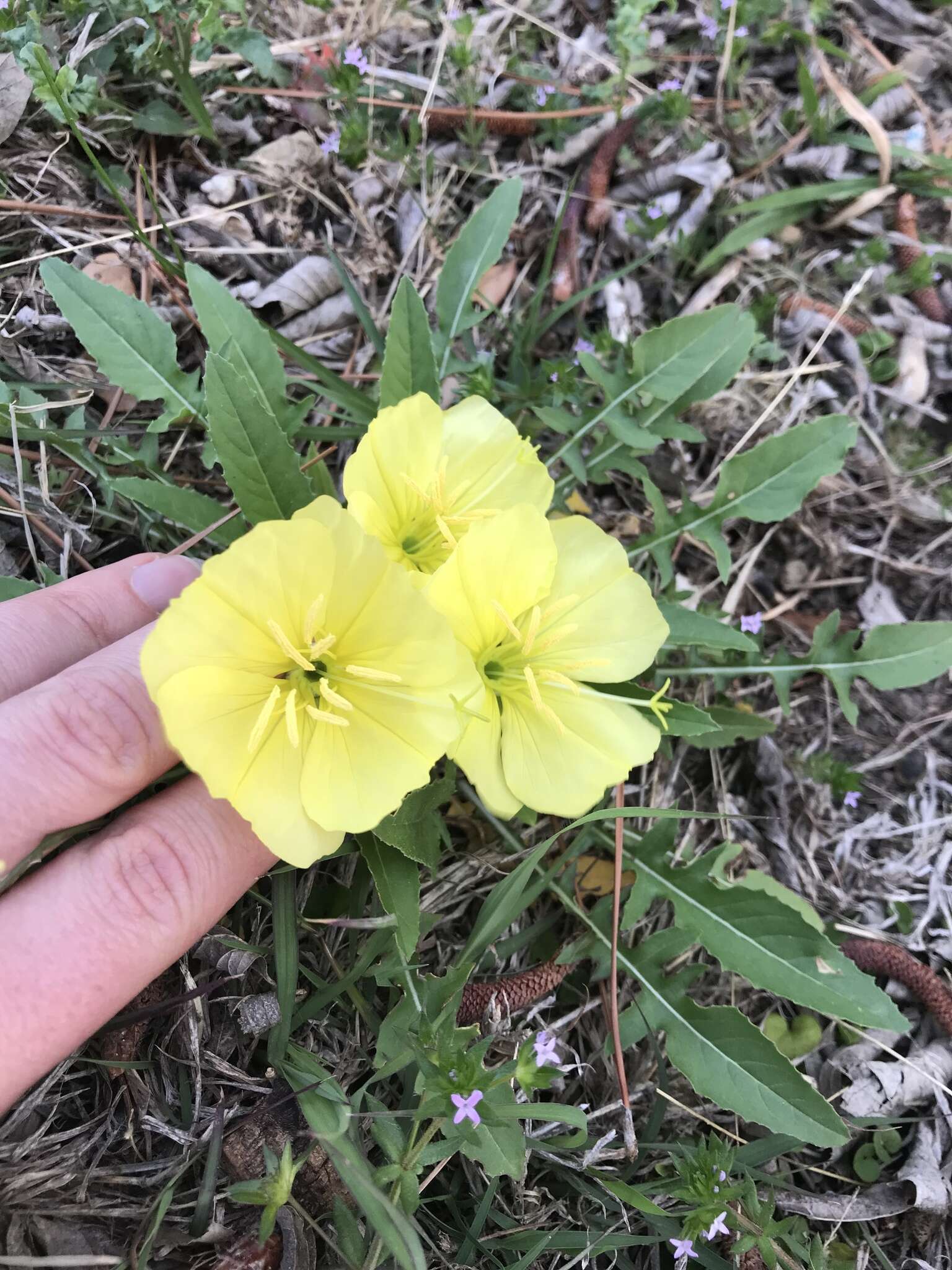 Image of Evening primrose