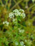 Image of Wild Celery