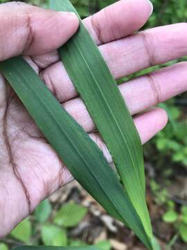 Imagem de Elymus macgregorii R. E. Brooks & J. J. N. Campb.