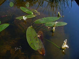 Image of Cape pondweed