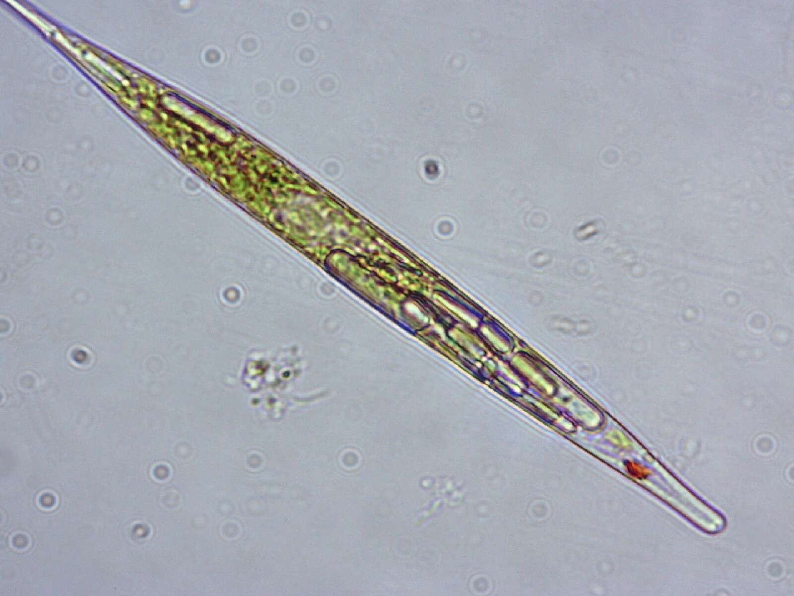 Image of Lepocinclis acus