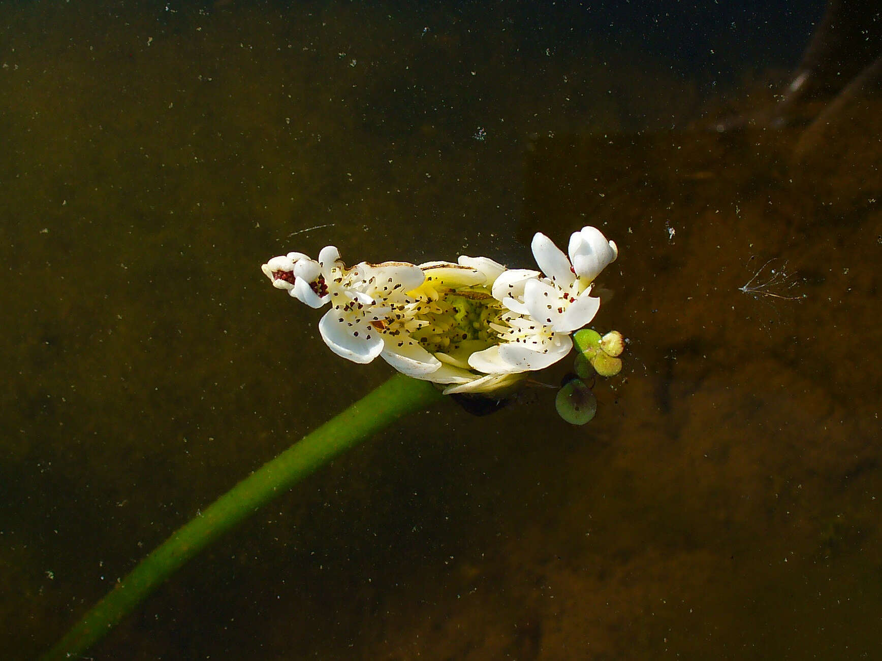 Image of Cape pondweed