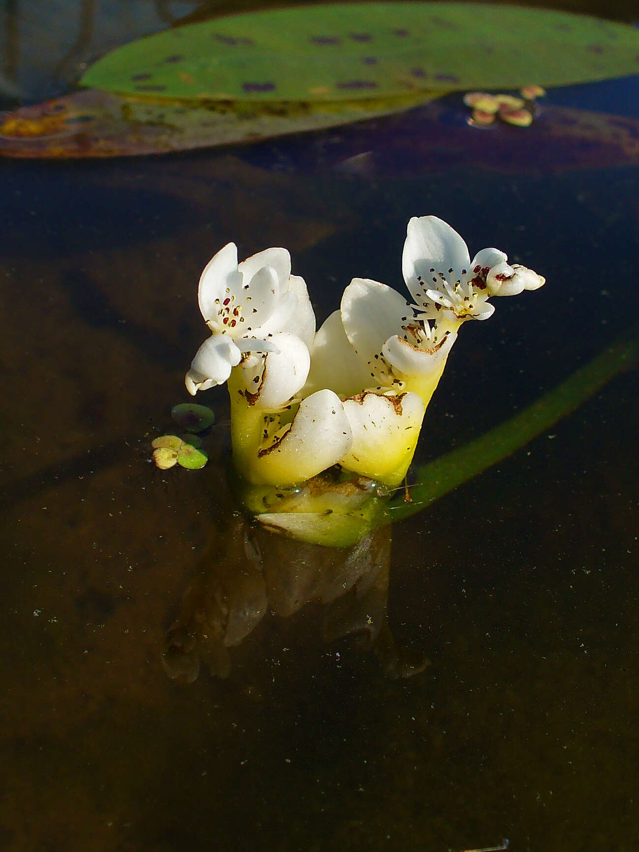 Image of Cape pondweed