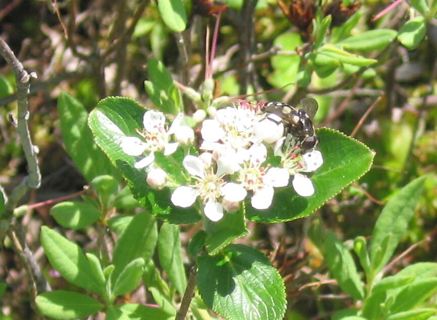 صورة Sericomyia lata (Cqouillett 1907)