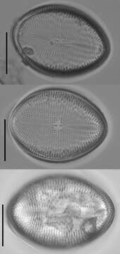 Sivun Cocconeis pediculus kuva