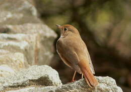 Image of Hermit Thrush