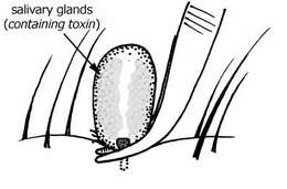 Image of Ixodes holocyclus Neumann 1899