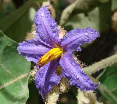 Image of Solanum lycocarpum A. St.-Hil.