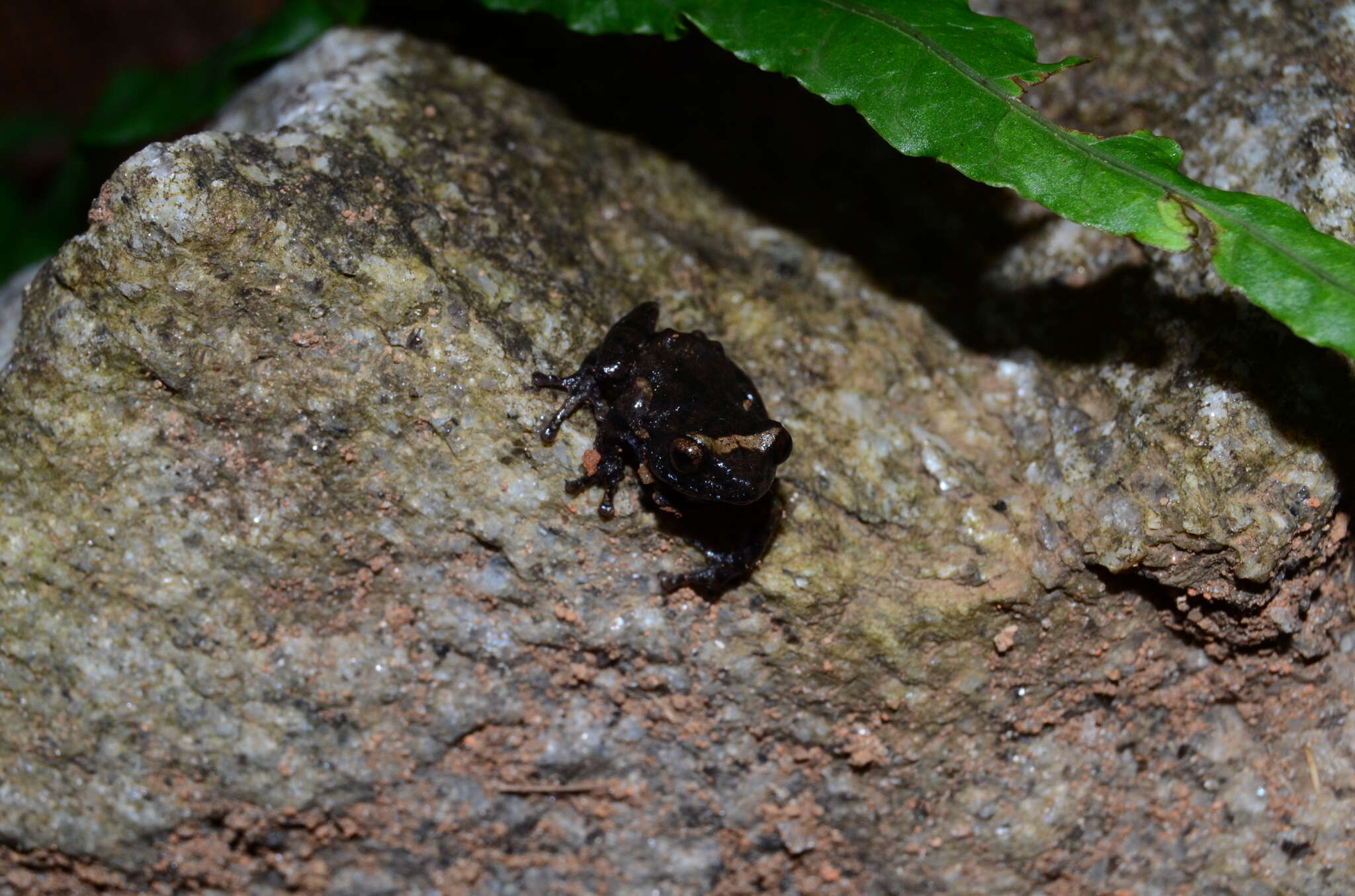 Image of Kudremukh bush frog