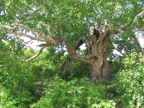 Слика од Betula ermanii Cham.