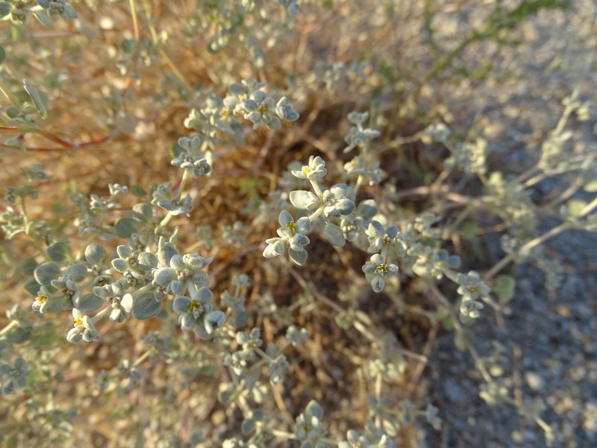 Imagem de Tidestromia suffruticosa (Torr.) Standl.