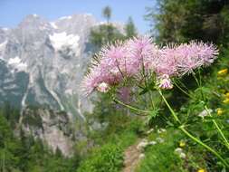 Image of Thalictrum aquilegiifolium