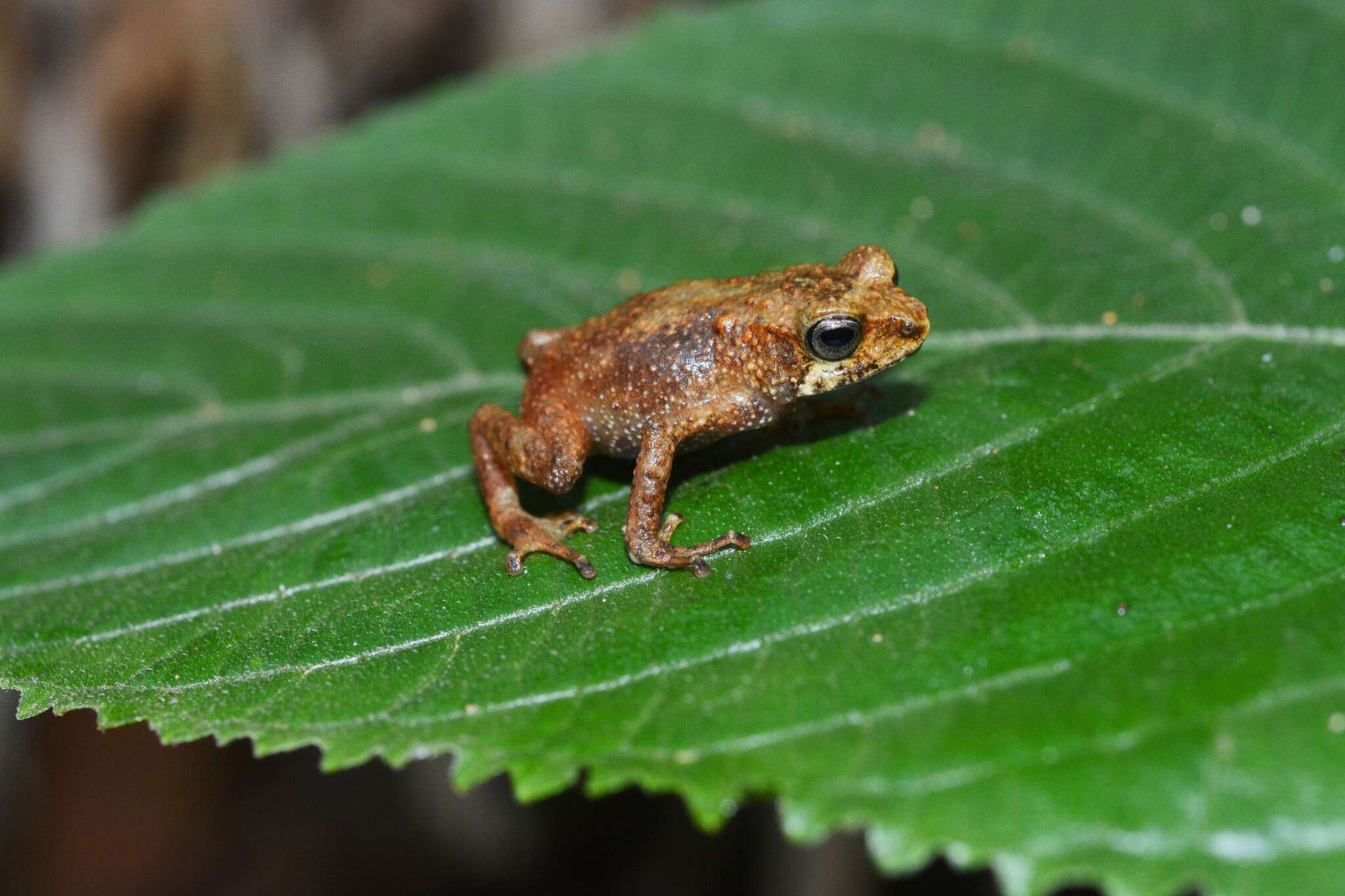 Image of Tornier's Forest Toad