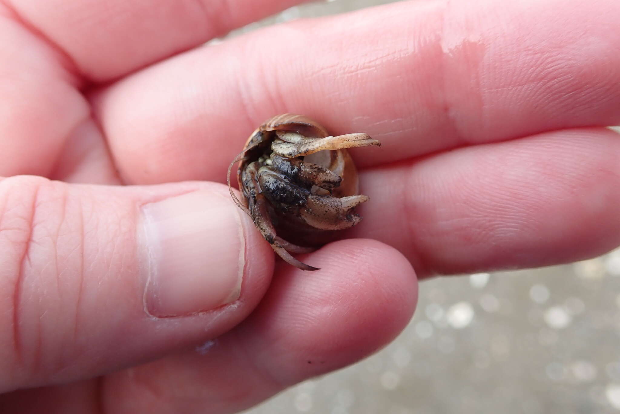 Image of Long-Clawed Hermit Crab