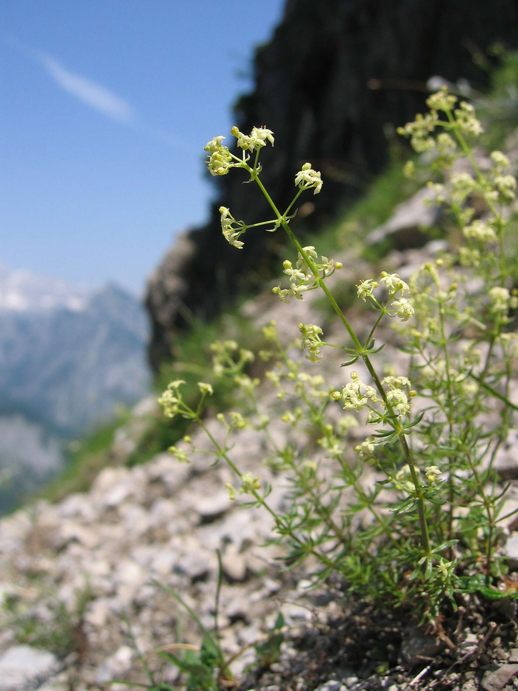 Image of bedstraw