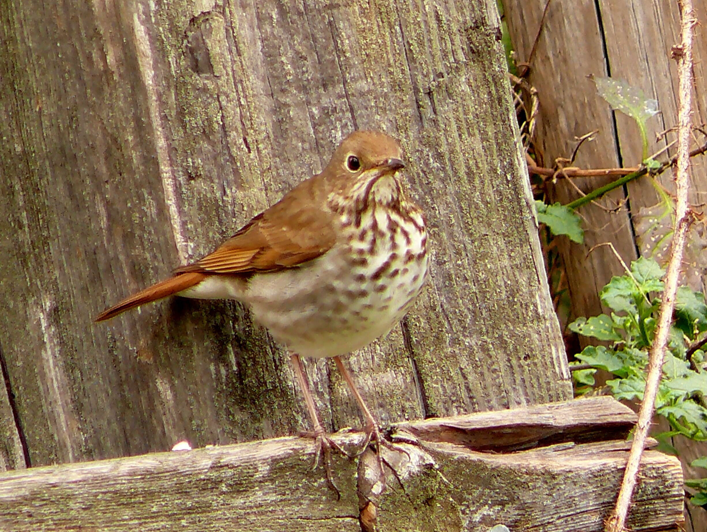 Image of Hermit Thrush