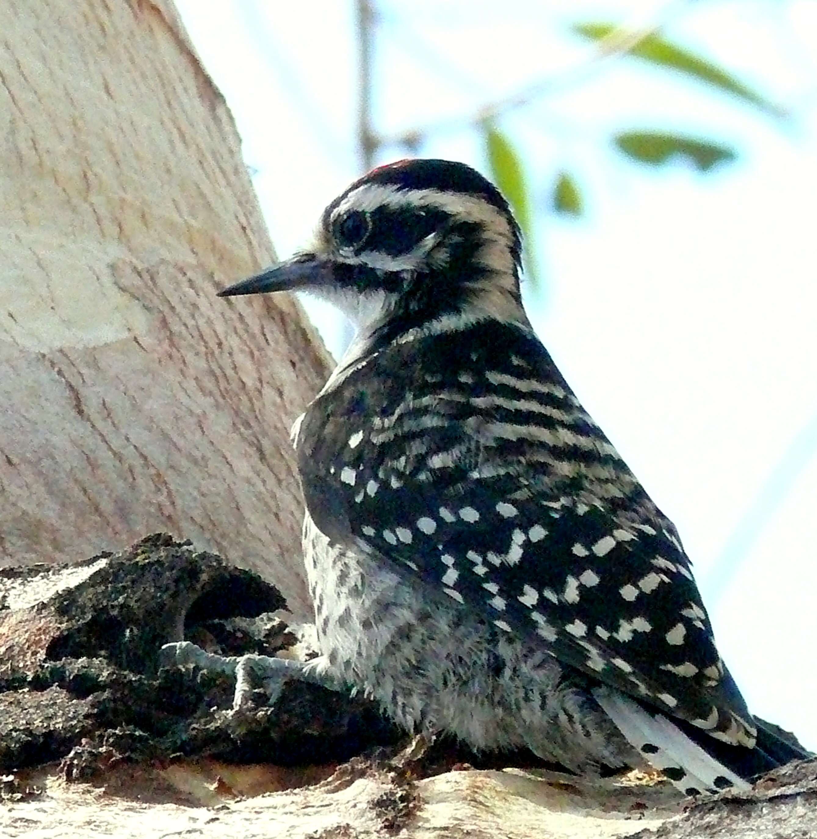 Image of Nuttall's Woodpecker