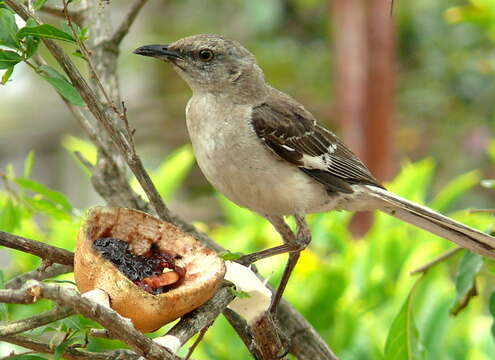 Image of Northern Mockingbird