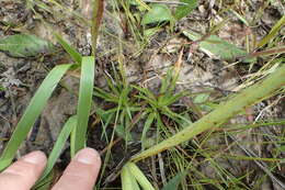 Image de Lachnocaulon anceps (Walter) Morong