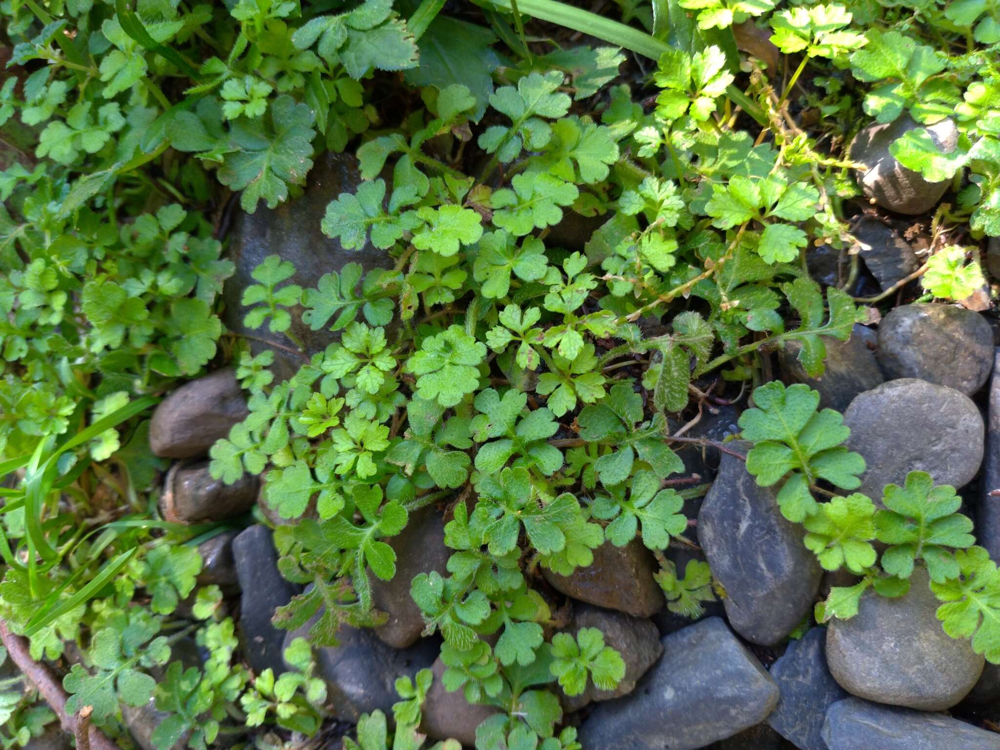 Ellisiophyllum pinnatum (Wall. ex Benth.) Makino resmi