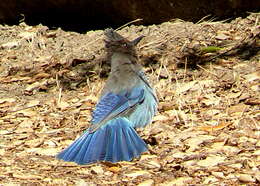 Image of Steller's Jay