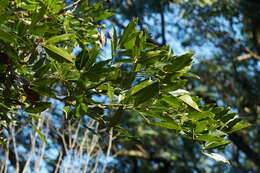 Image of Lonchocarpus nitidus (Vogel) Benth.