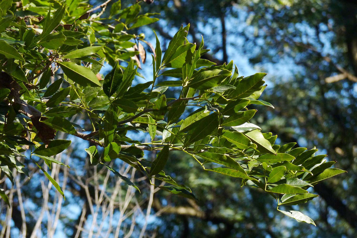 Image of Lonchocarpus nitidus (Vogel) Benth.